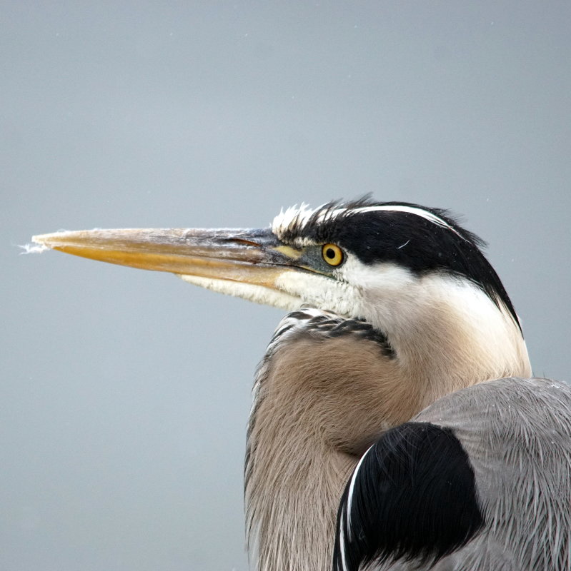 DSC09453 gbh5.20.JPG