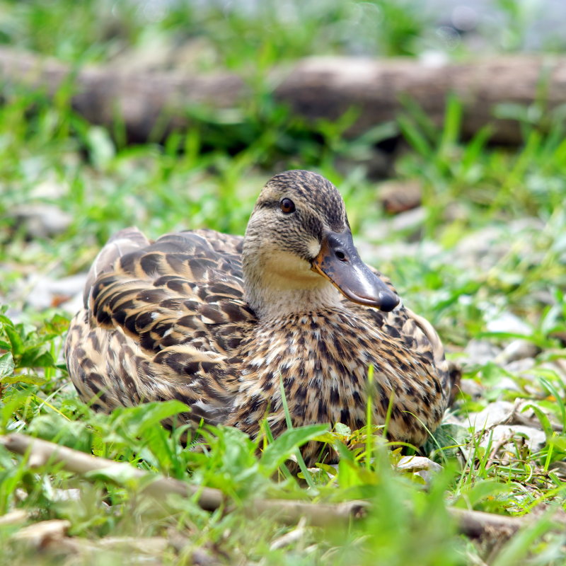 Mallard
