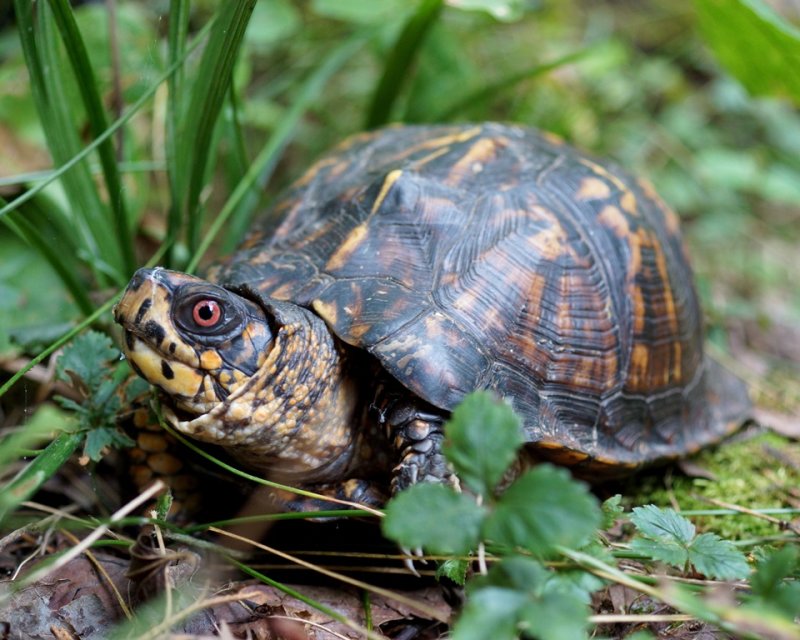 Eastern Box Turtle male