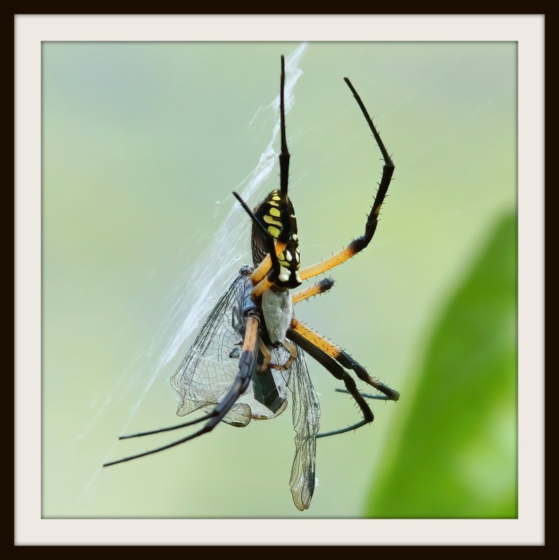 Yellow Garden Spider (orbweaver)