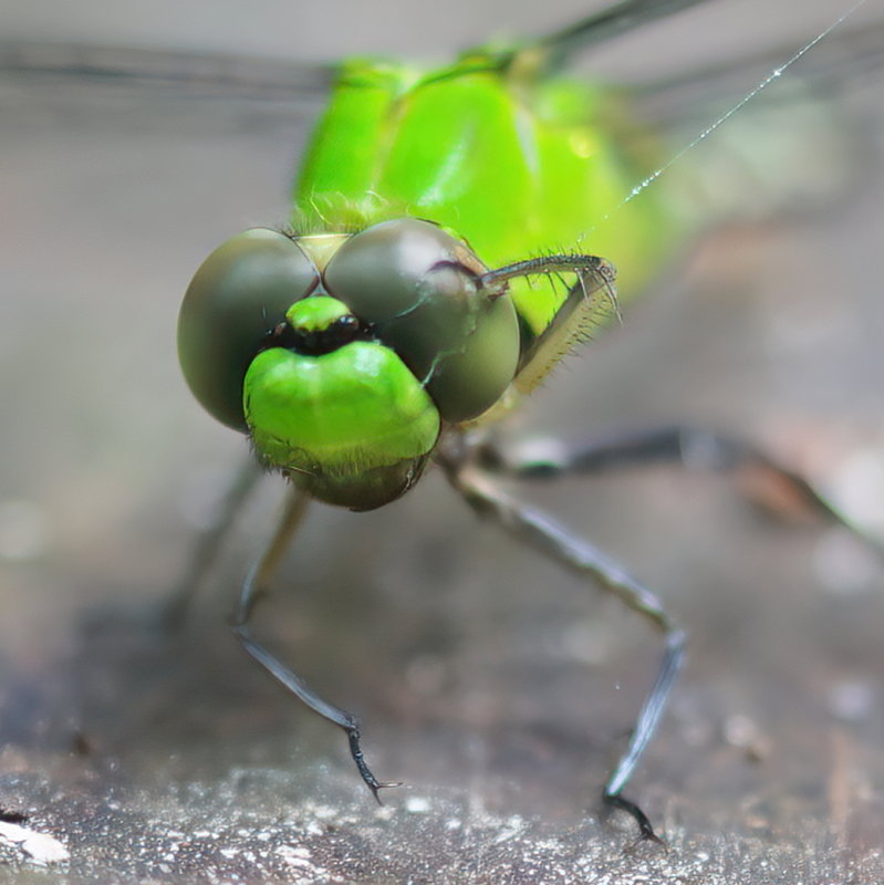 Eastern PondHawk 8.30.21