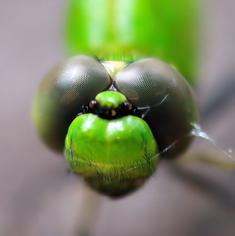 Eastern PondHawk