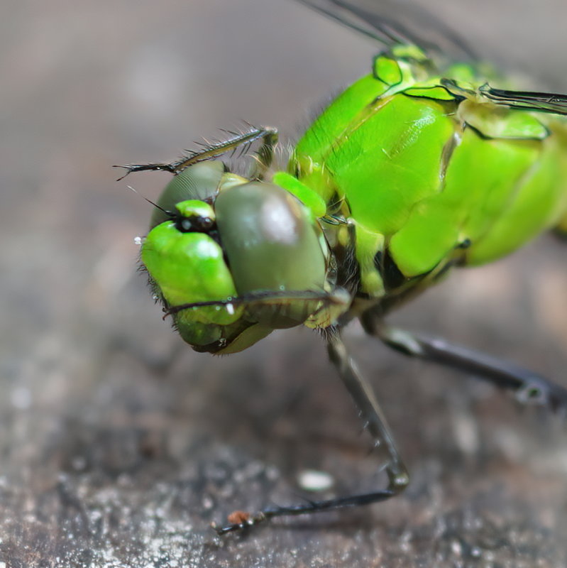 Eastern PondHawk