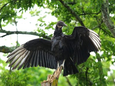 black vulture balance 6.8.JPG
