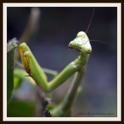 DSC09790-praying mantis face.jpg