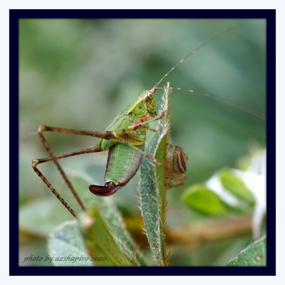 DSC09847 spider & katydid