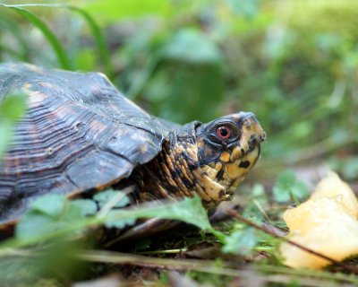Eastern Box Turtle Male