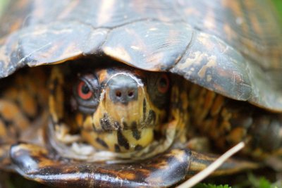 Eastern Box Turtle