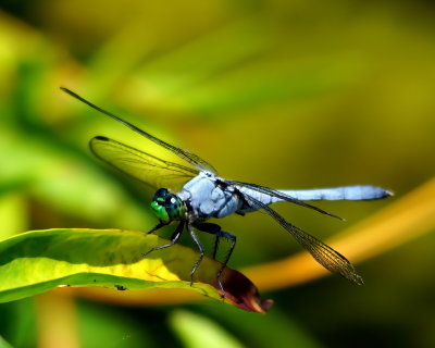 Blue Dasher 