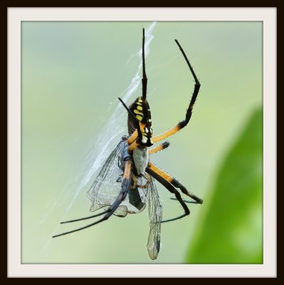 Yellow Garden Spider (orbweaver)