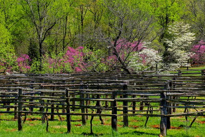 Monticello_vineyard