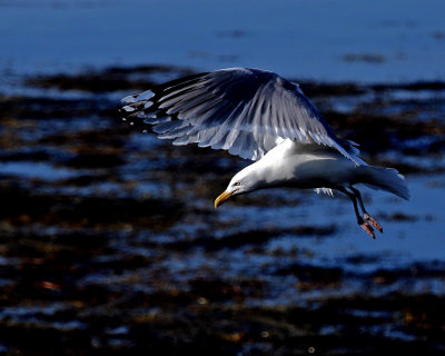 Gull_in_flight