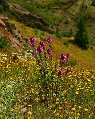 Flowers_near_Mt_St_Helens