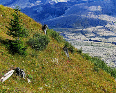 Scene_near_Mt_St_Helens