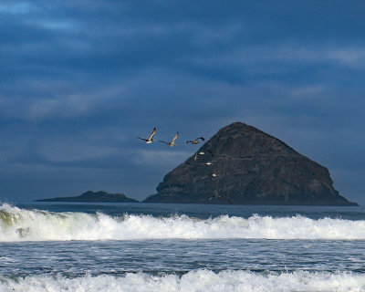 Birds_and_rock