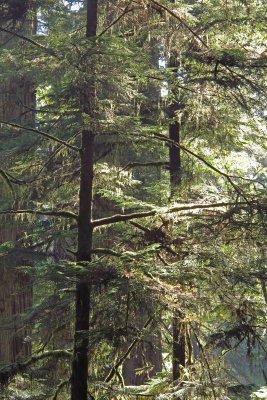 Small_tree_outlined