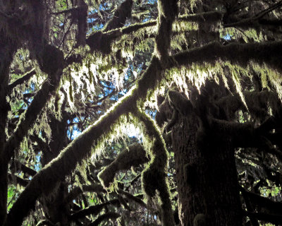 Light_on_vines