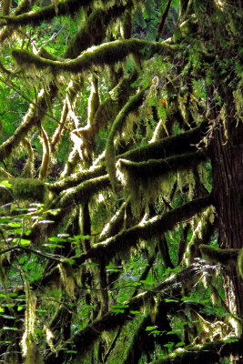 Tree_in_woods