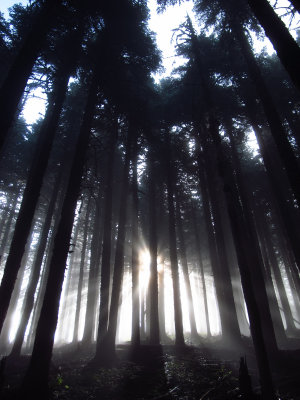 Trees_with_diffused_light