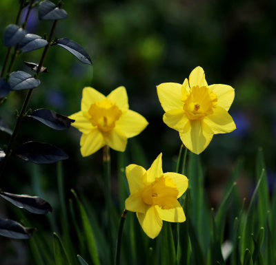 3 daffodils