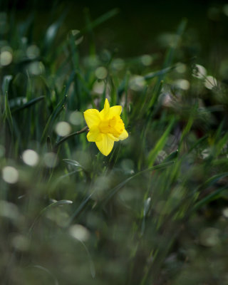 Backyard daffodil