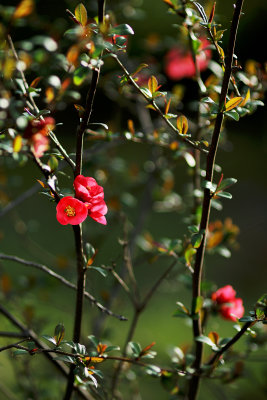 Pink blossoms