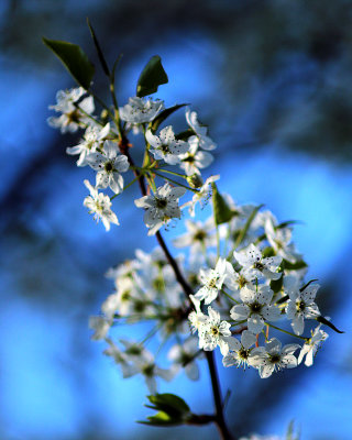 Blossoms