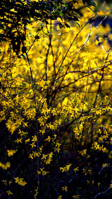Forsythia tangle