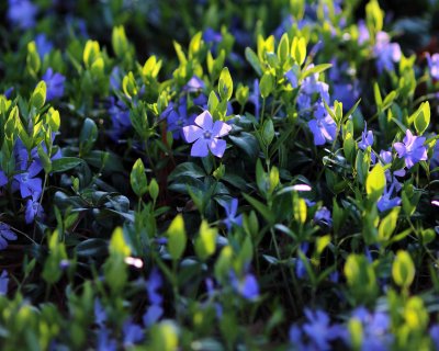 Little purple flower