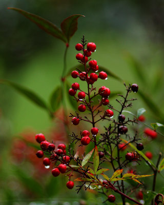 Berries 2
