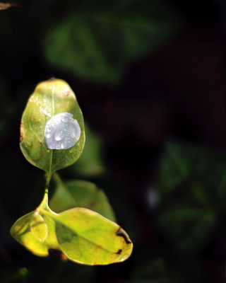 Blossom on leaf