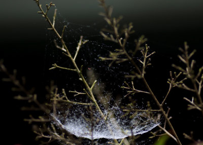 Water web1