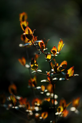 Budding leaves