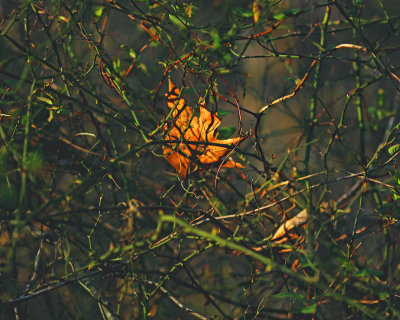 Leaf caught in a tangle