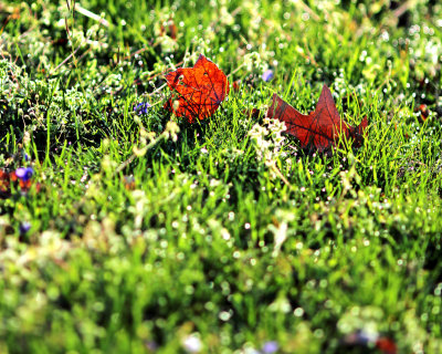 Leaves in the grass