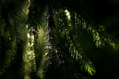 Light on pine