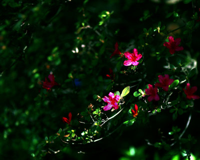 Budding azaleas