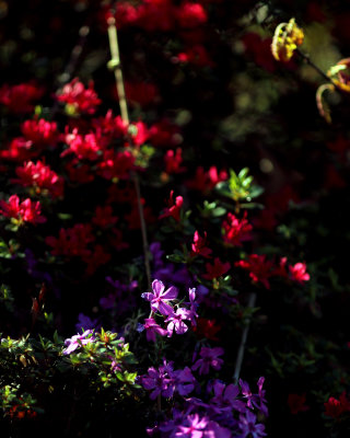 Purple and red