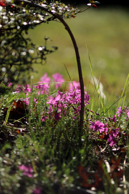 Purple with twig