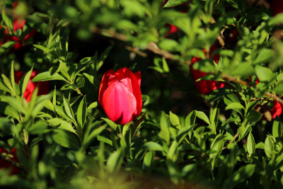 Tulip among the bushes