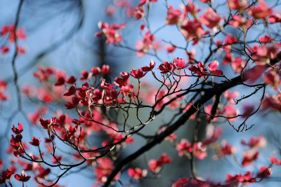 Tree blossoms