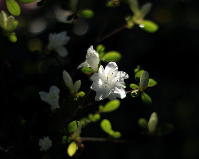 White azalea