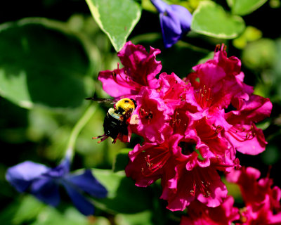 Bee and flower two