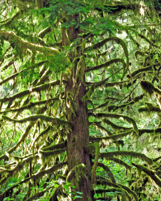 Green fuzzy tree