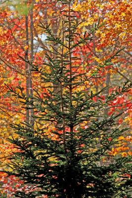 Pine tree with deciduous