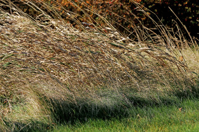 Blowing dry grasses