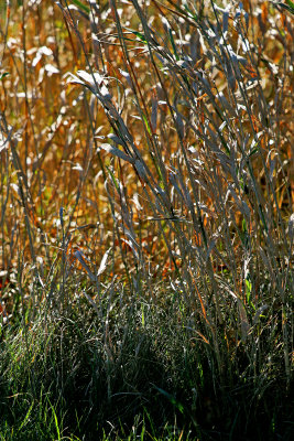Grasses in the fall afternoon