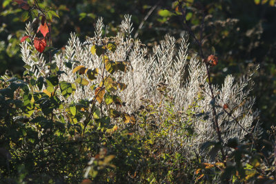 White light