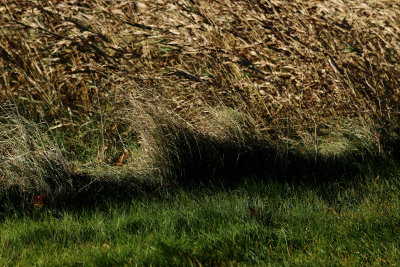 Tall grass blowing