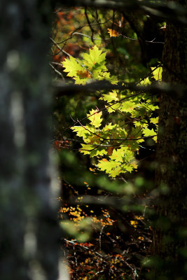Leaves in the distance